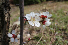 梅の花