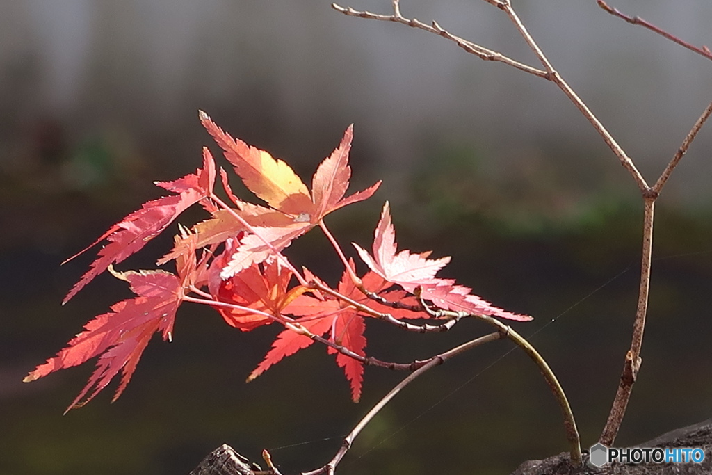 紅葉その1