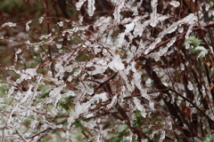 みぞれ雪
