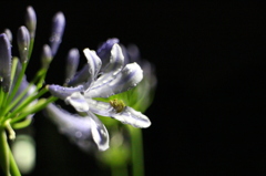 夜の雨