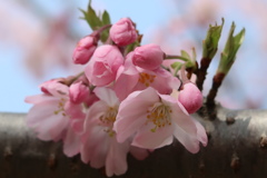 桜のつぼみその2
