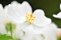 野イチゴの花