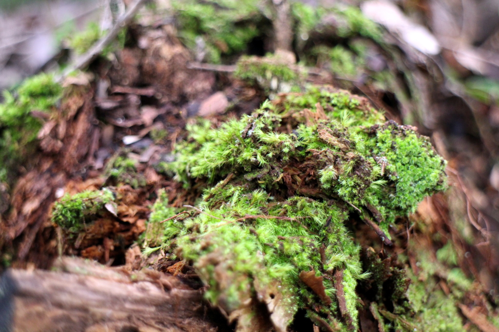 苔むして・・・