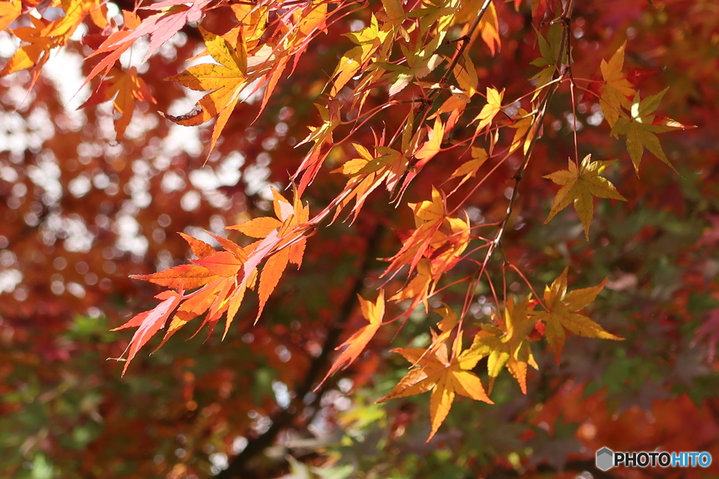 紅葉その3