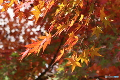 紅葉その3