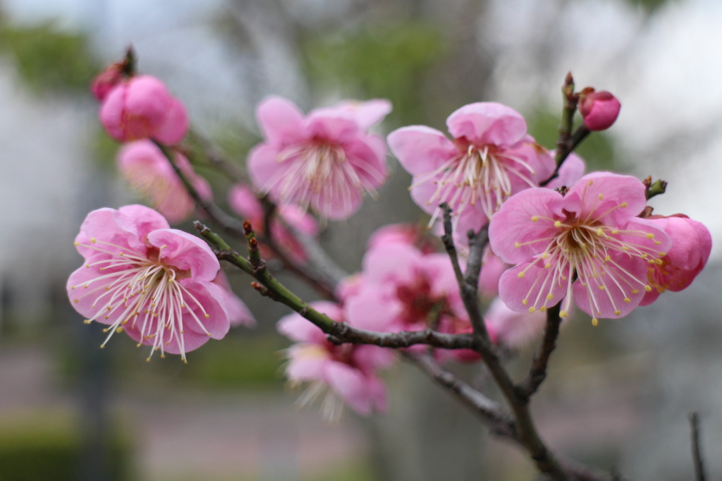 梅の花　その２