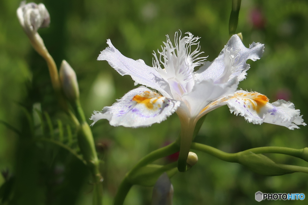 シャガの花