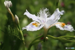 シャガの花