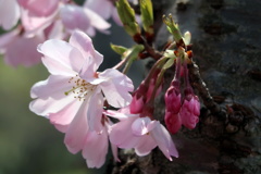 桜のつぼみ