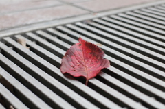 ハードボイルドな紅葉（元画像）