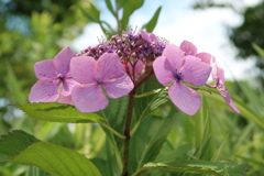 晴れ間にたたずむ紫陽花