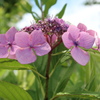 晴れ間にたたずむ紫陽花