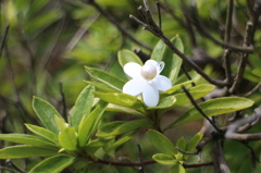 花・・・？