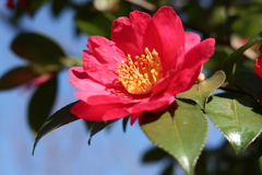 陽ざしと山茶花2