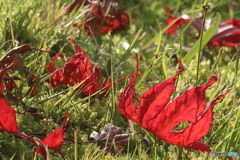 燃える紅葉