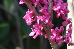 花蘇芳の花の色