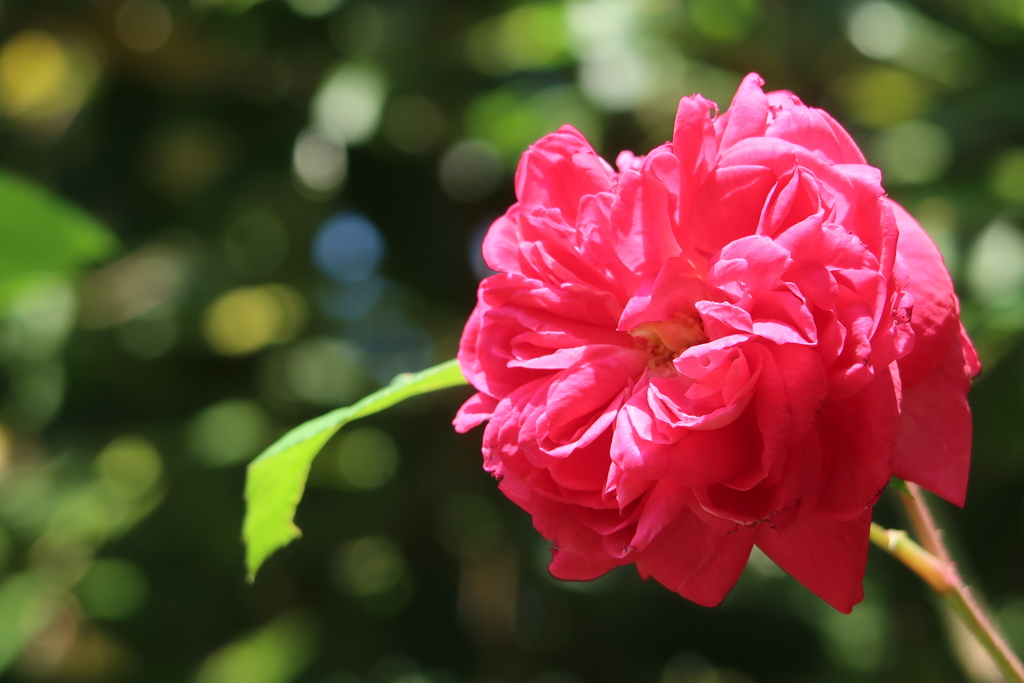 初夏の華