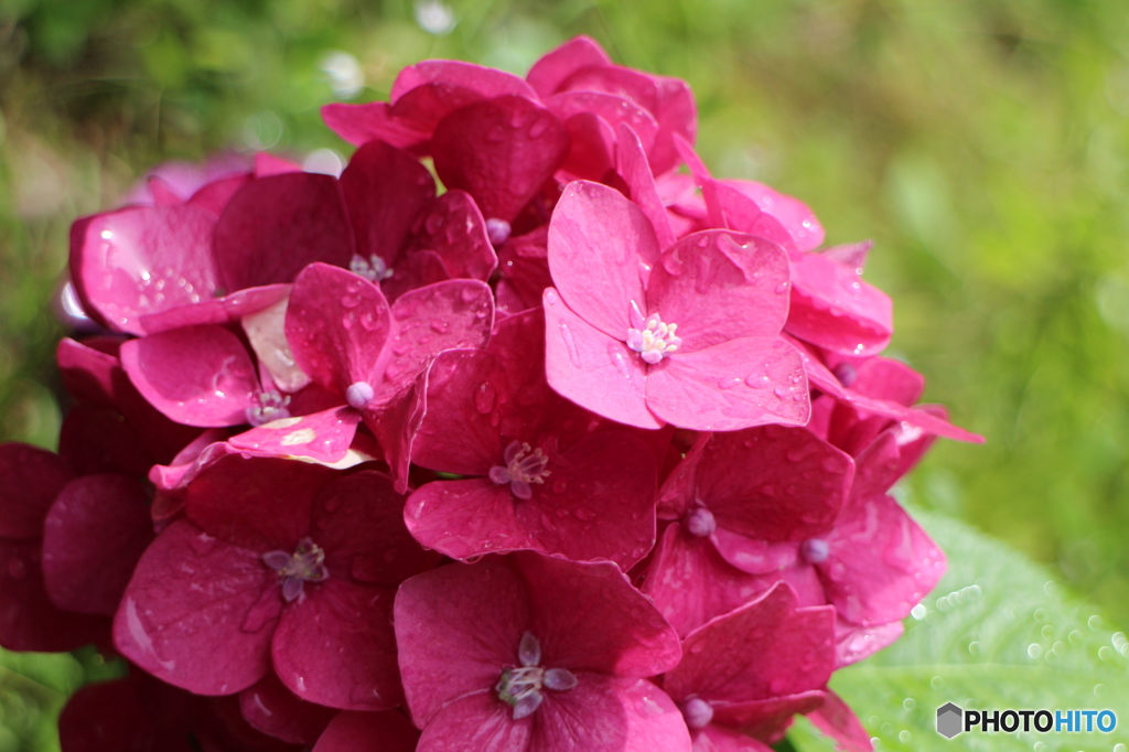 紫陽花と雨