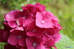 紫陽花と雨
