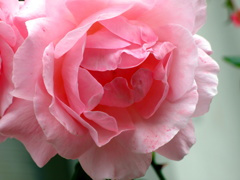 Pink Rose