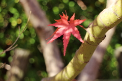 紅葉に陽が当たる