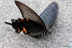 暑すぎて・・・休憩ちう。