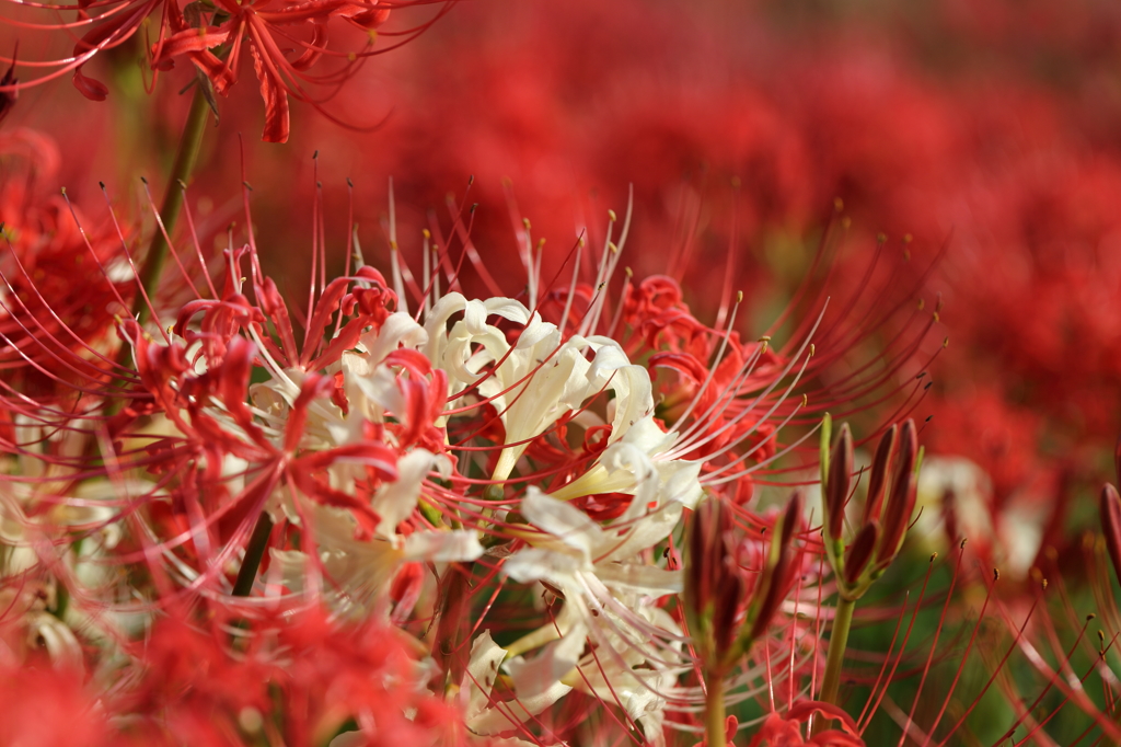 紅白