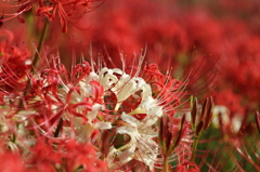 紅白