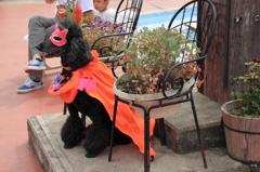 ハロウィンですから