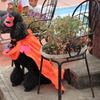 ハロウィンですから
