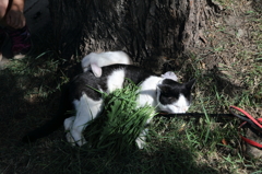 うさぎとねこ
