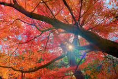 紅葉と光芒