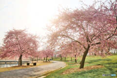 河津桜