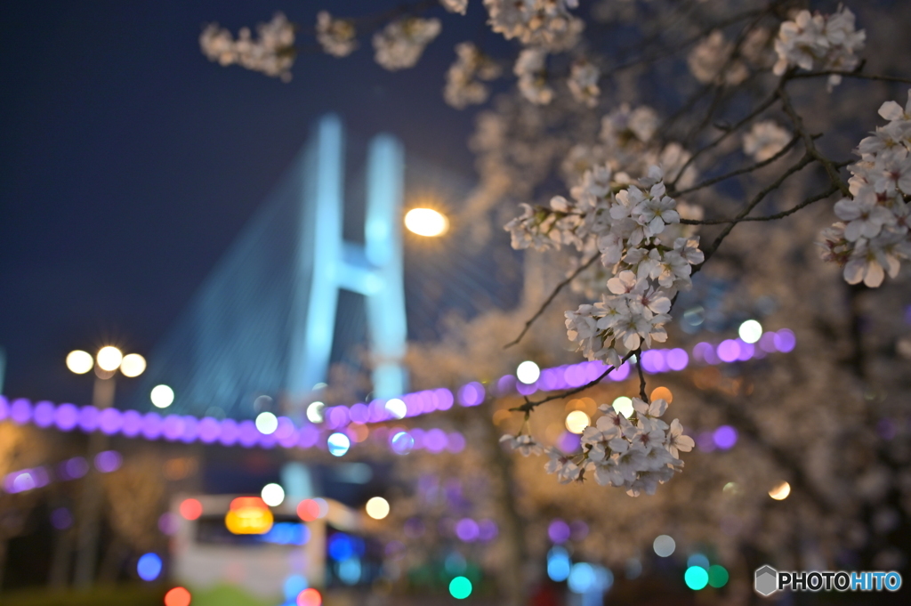 サクラと大橋