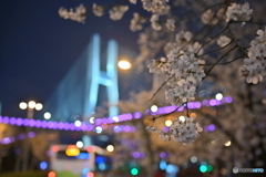 サクラと大橋