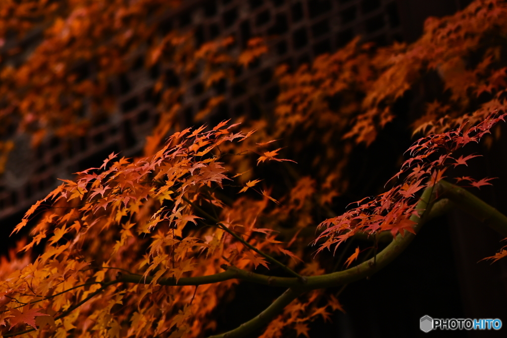 紅葉