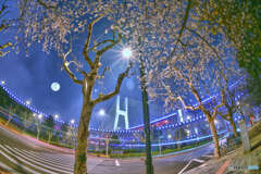 大橋の桜