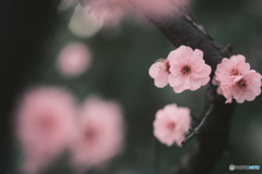すっかり春ですね〜