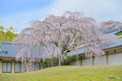 醍醐寺の桜