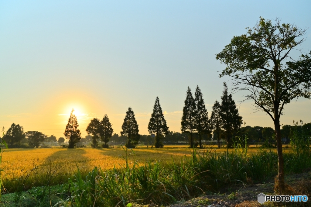 朝の田園風景
