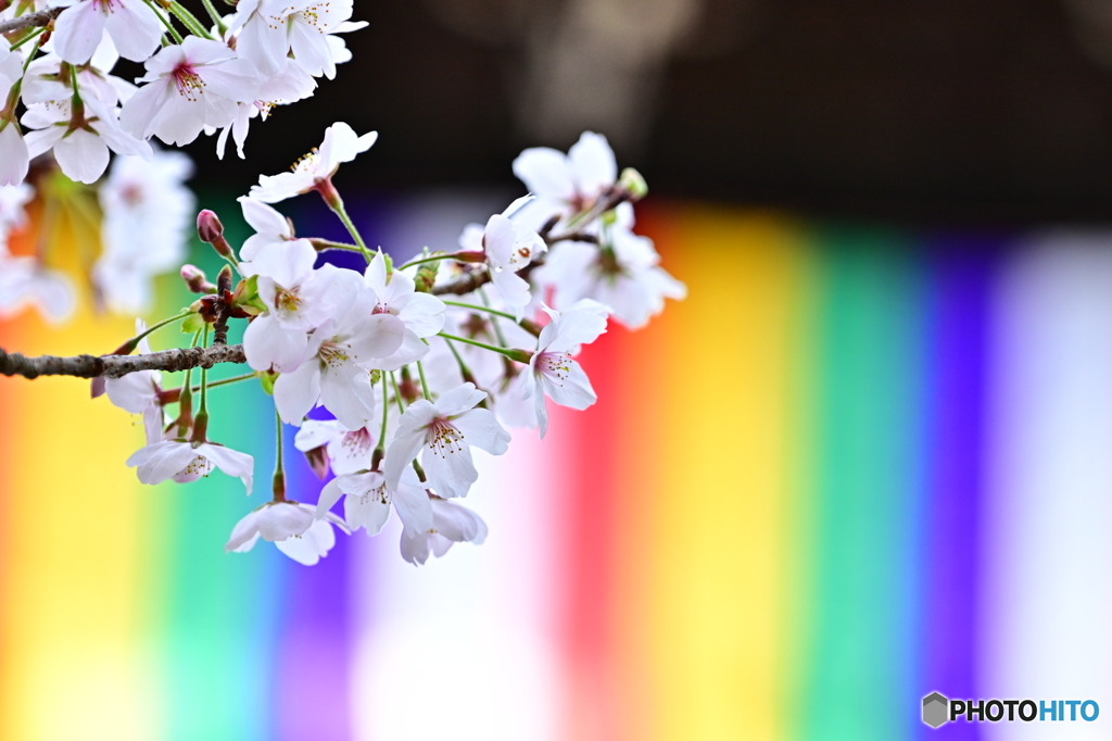 知恩院の桜