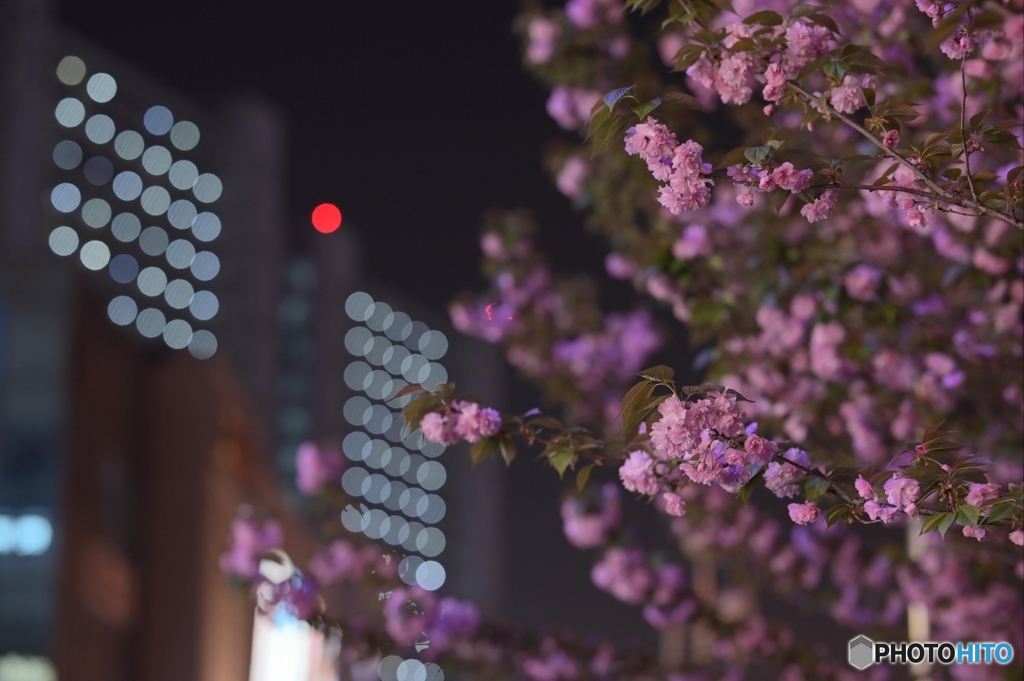 夜桜