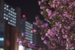 夜桜