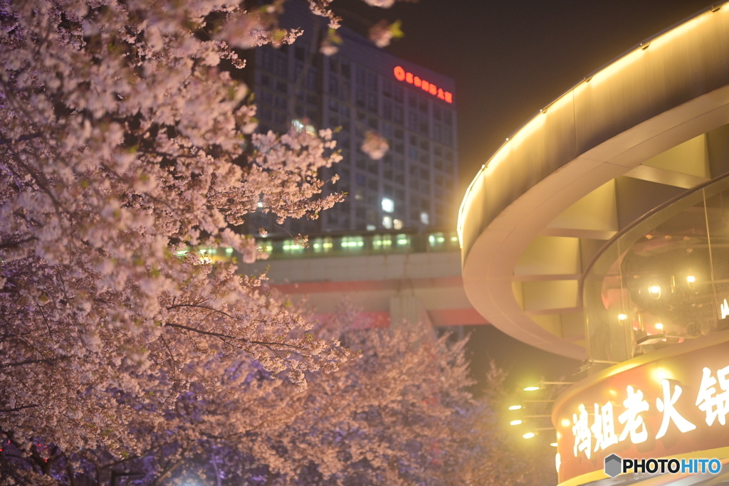 公園の夜桜