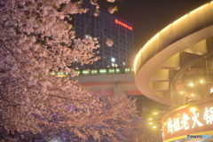 公園の夜桜