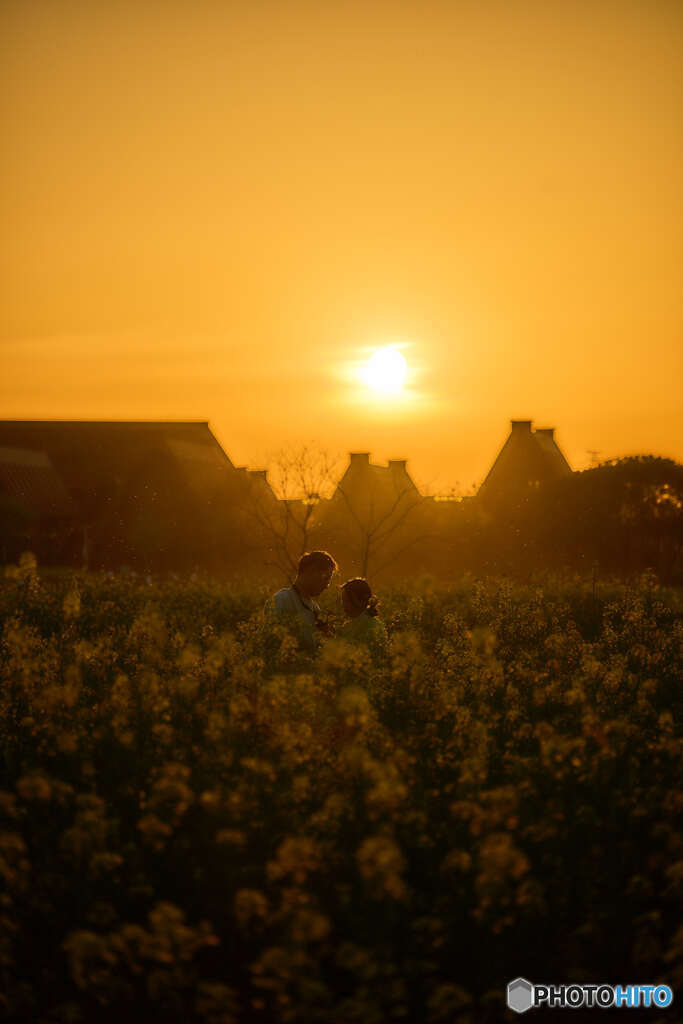 夕暮れの菜の花畑