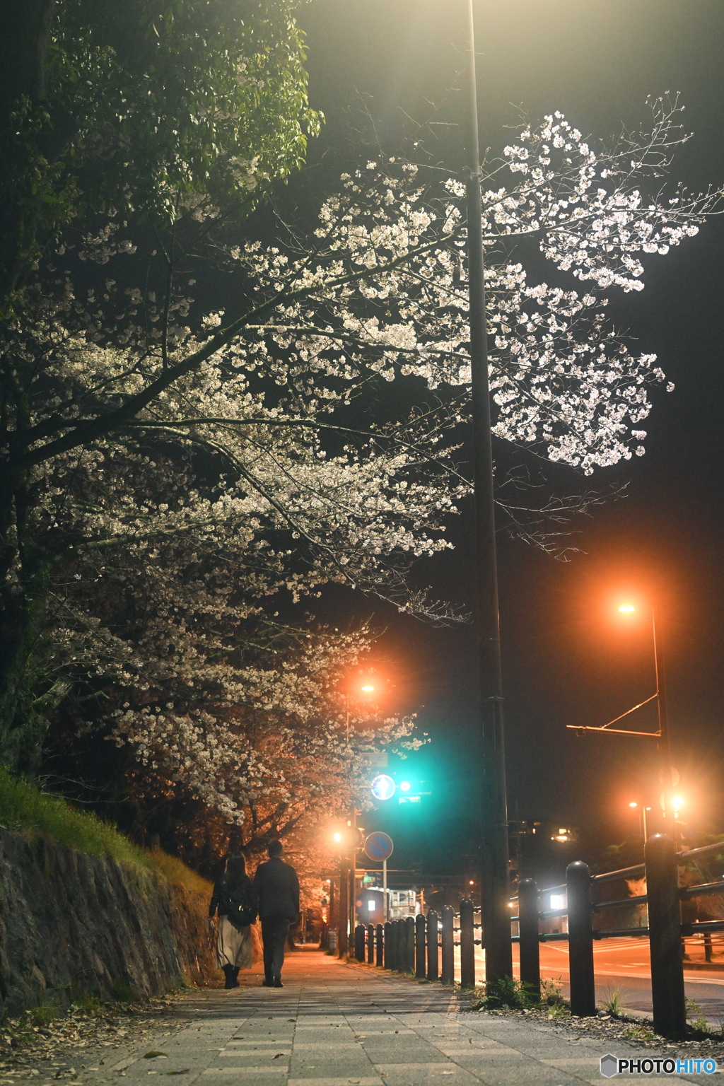 桜夜道