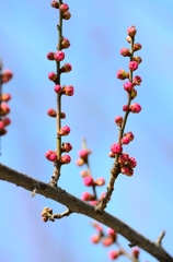 芽吹き