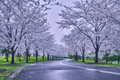 雨の桜並木