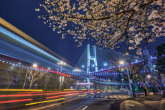 夜桜とのコラボ